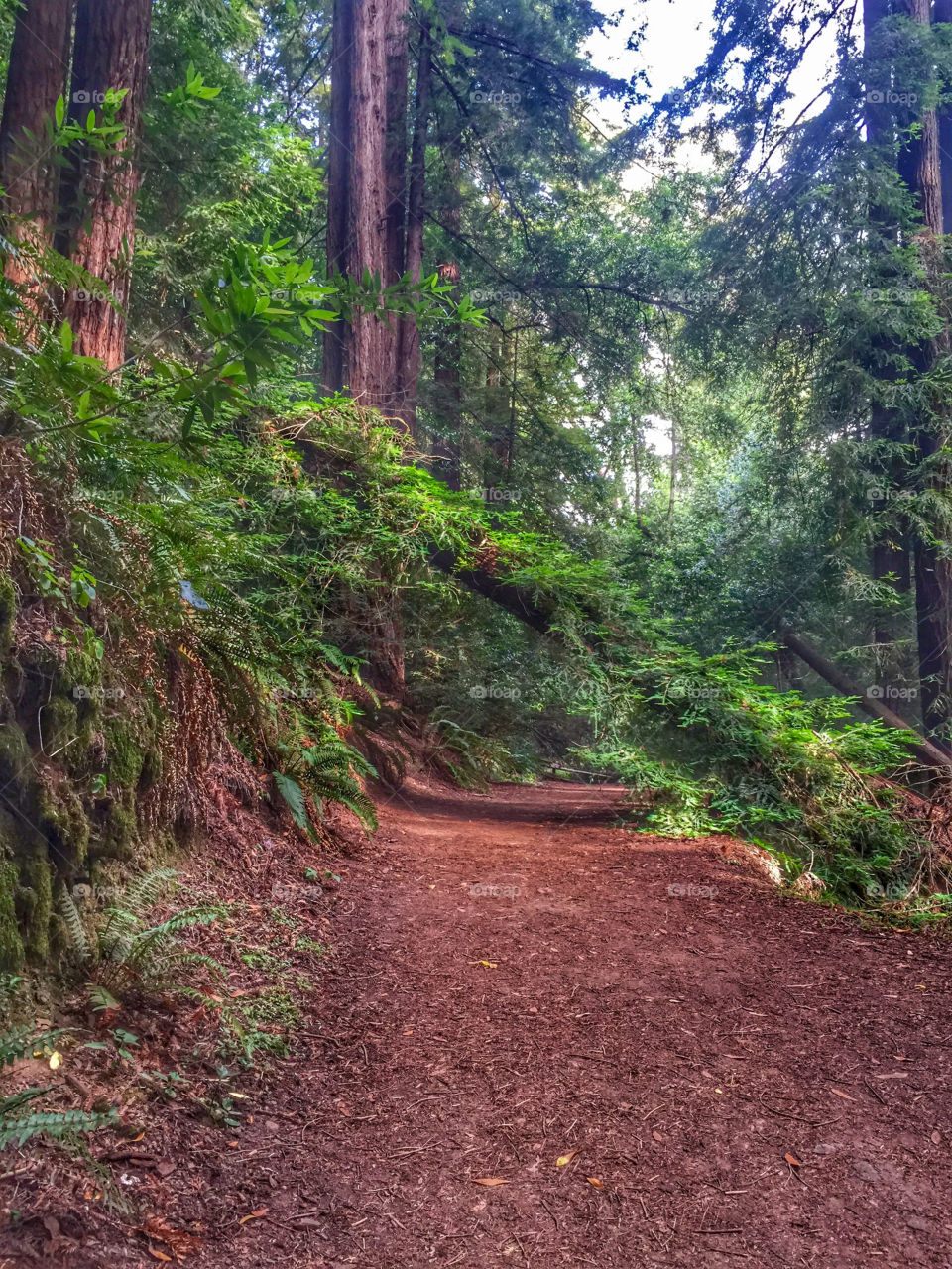 Magical Redwood Forest 