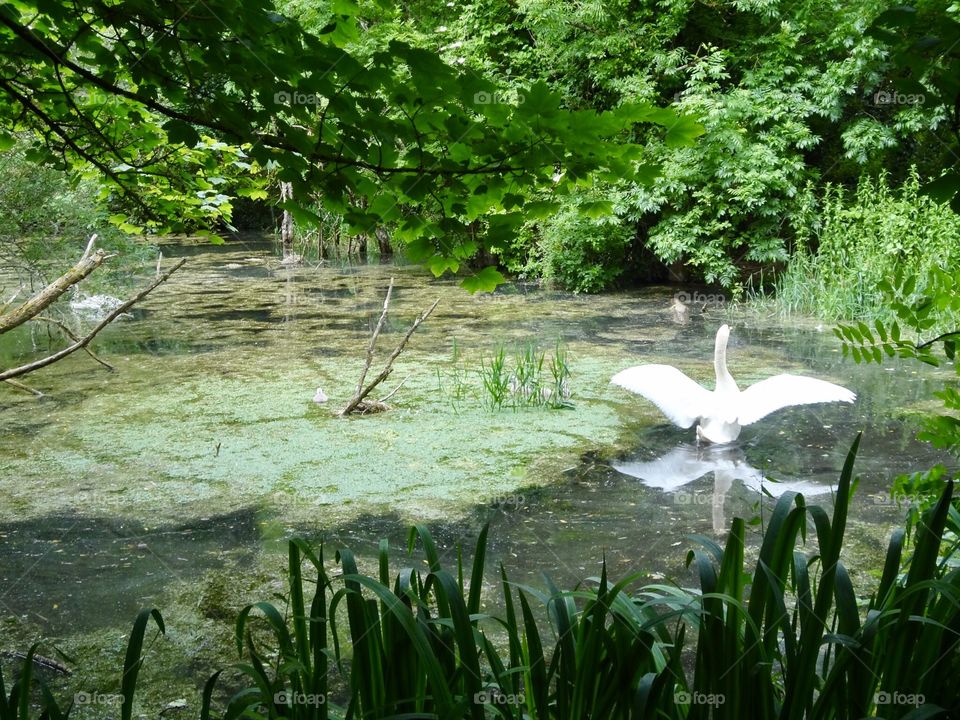 Flapping swan