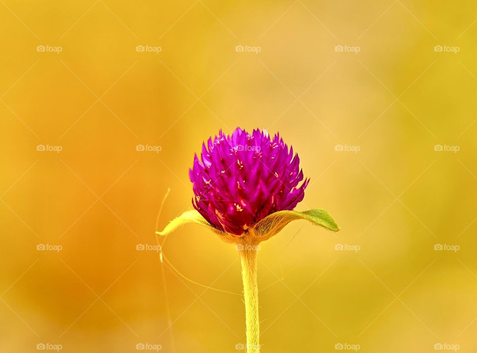 Complimentary Color - Globe amaranth flower 