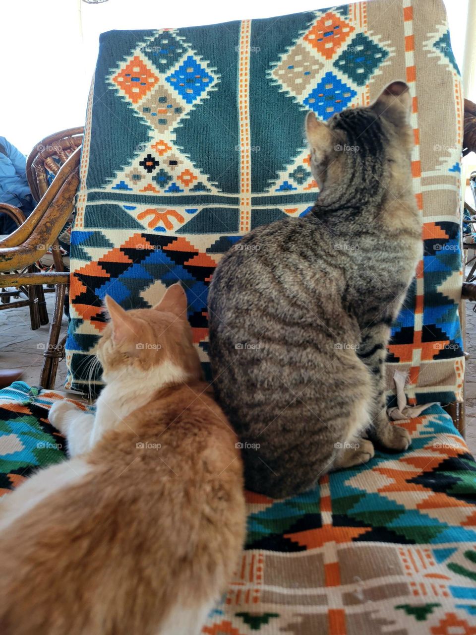 cats on colorful chair at Philae Temple Aswan Egypt