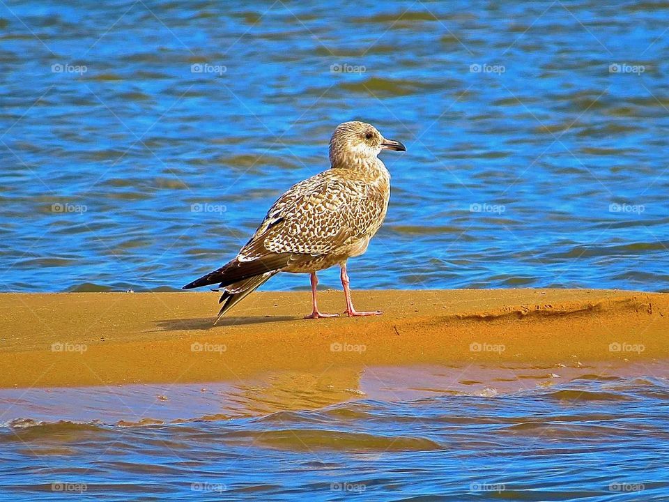 Bird on the water