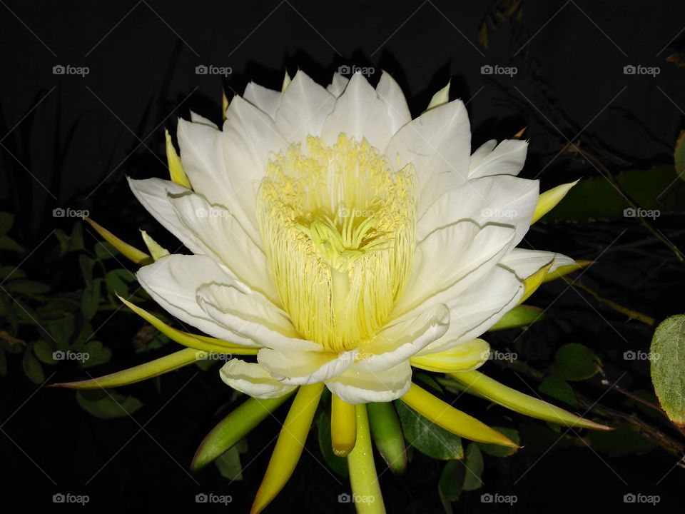 Flor da Pitaya, uma das mais belas flores do mundo. Muito rara de ser vista, pois abre apenas uma vez e no período noturno. "tem um aroma magnífico"