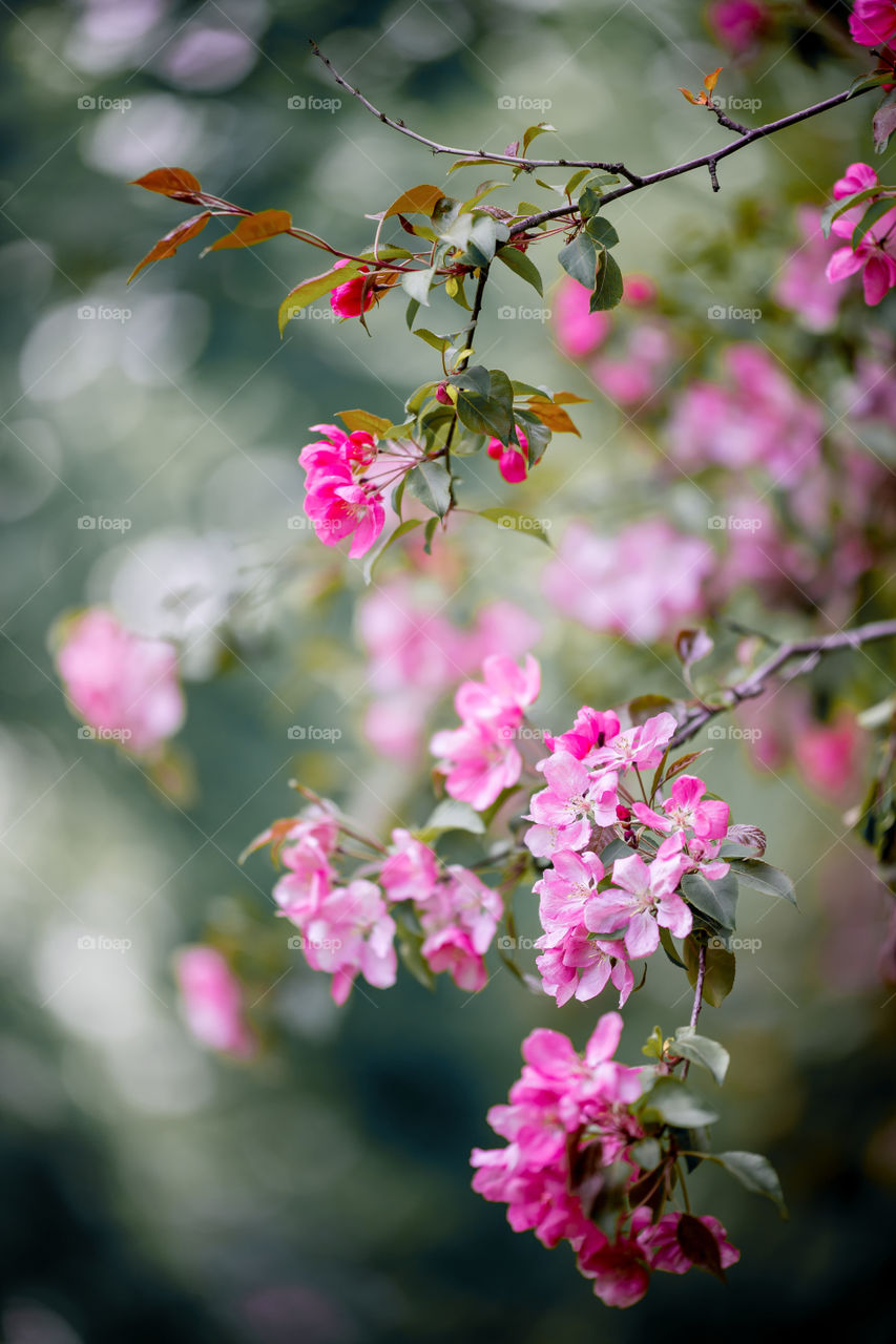 Crabapple blossom branch at sunny day