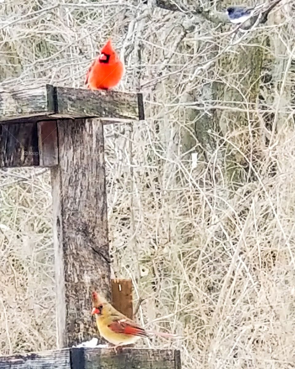 cardinal mates in winter red brown Male female