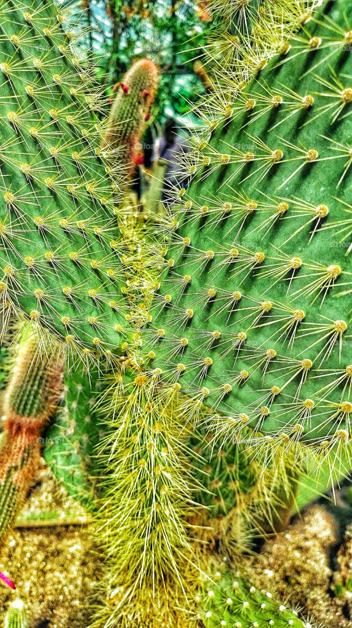 cactus . spikey cactus 