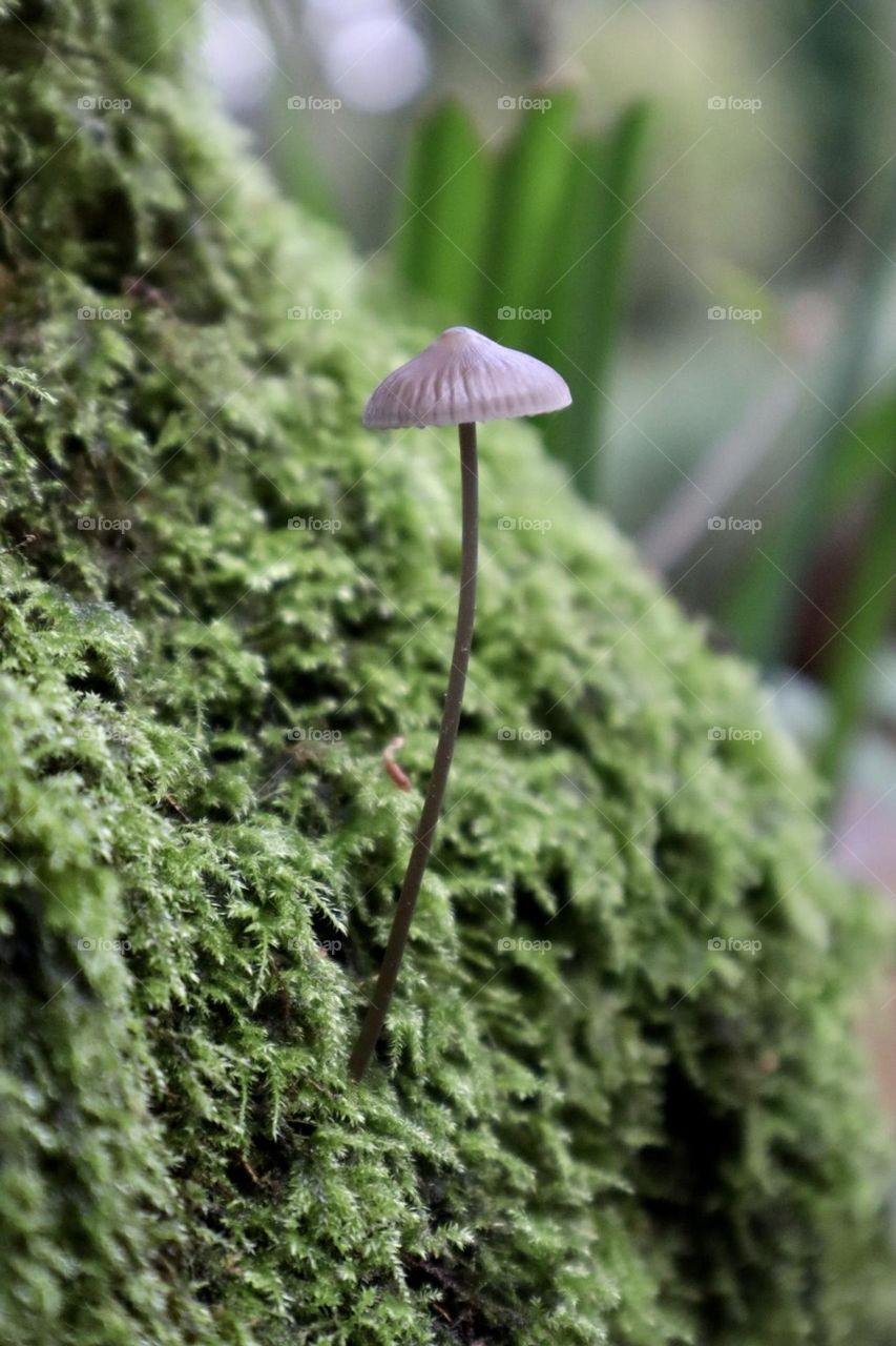 One little fungal growth from the moss on the tree