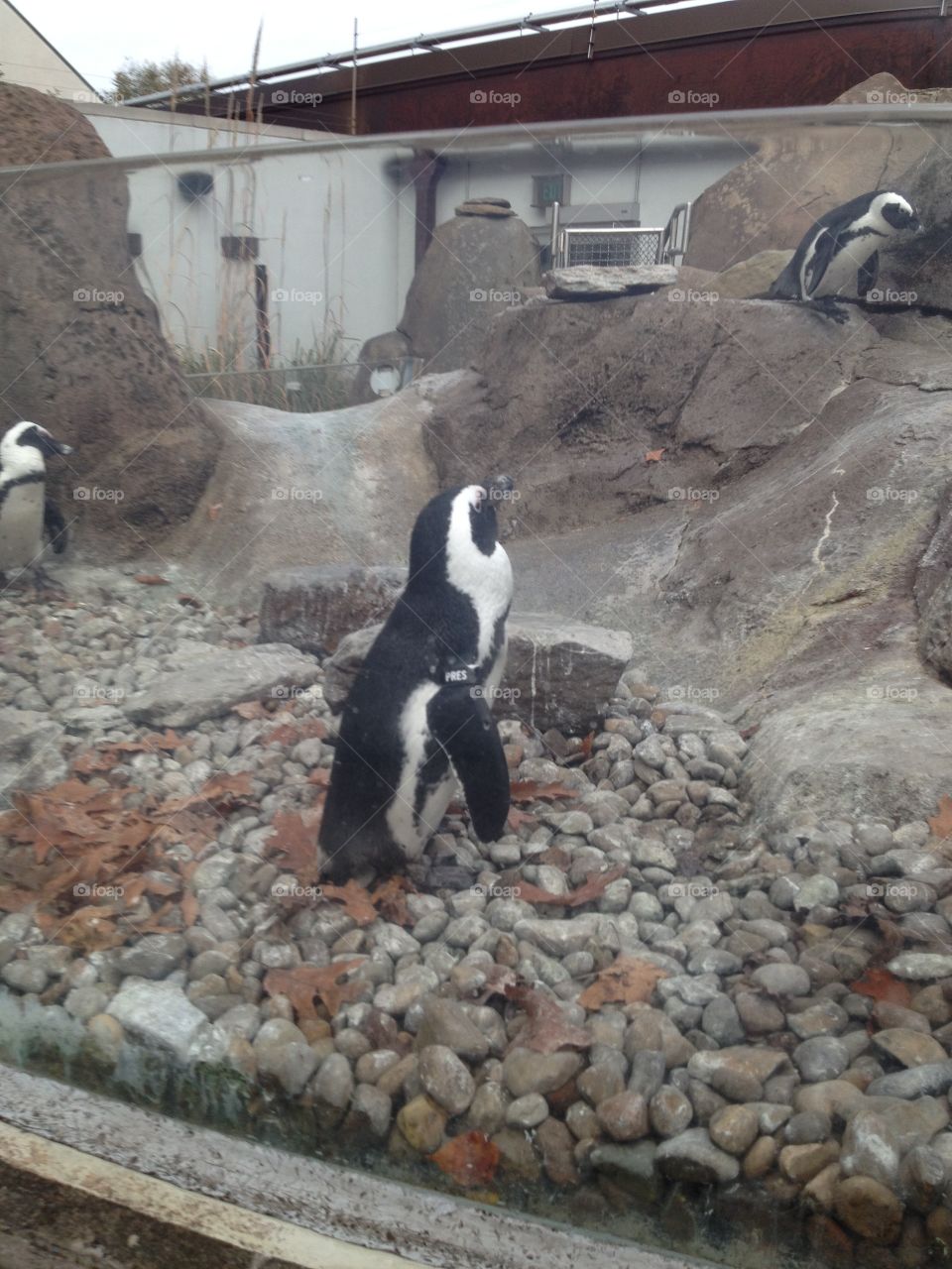 Water, No Person, Mammal, Bird, Outdoors