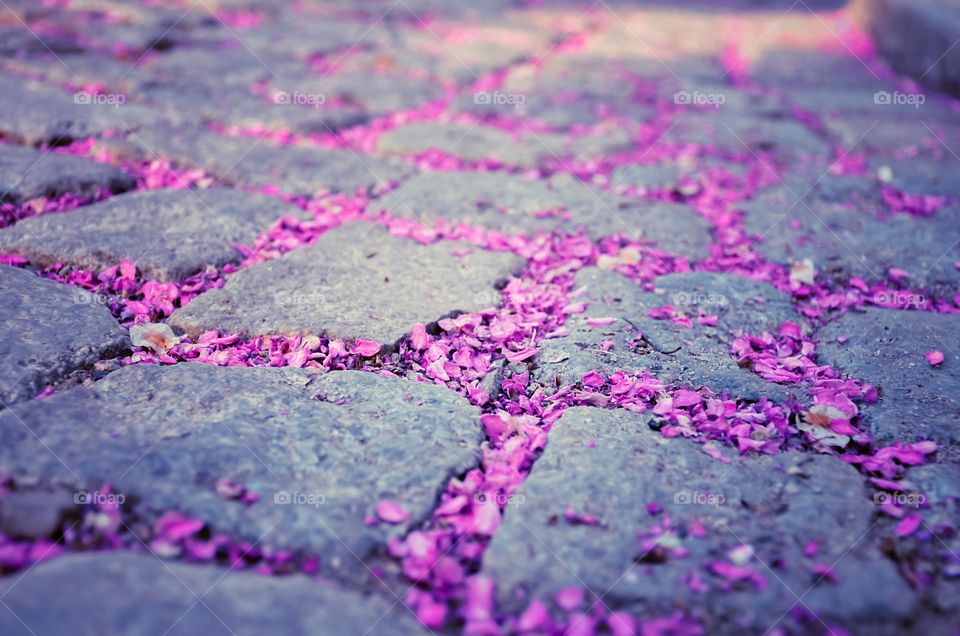 Fallen spring petals