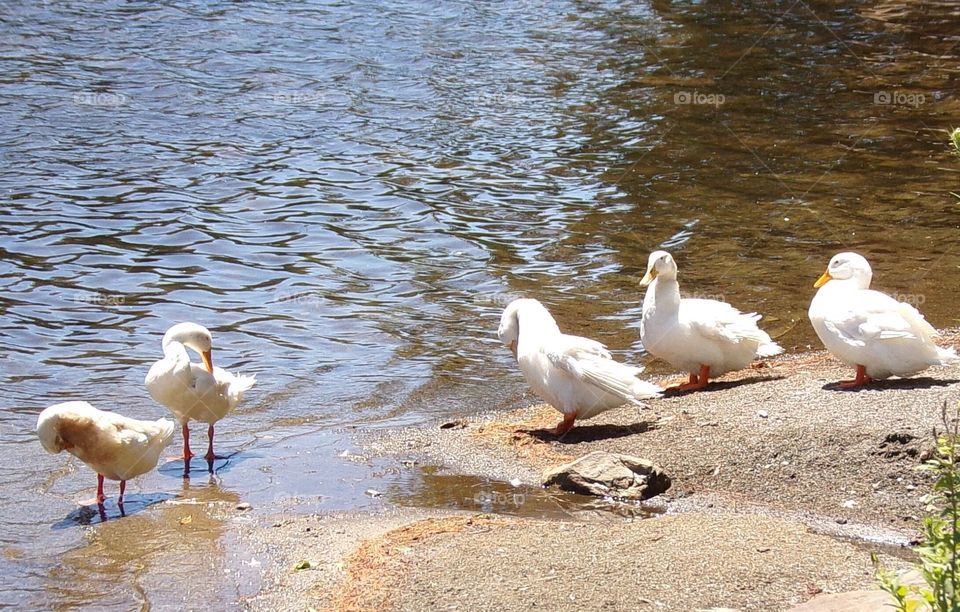 White ducks soaking up the sun 