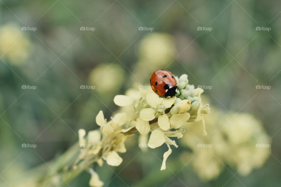 Ladybird on flower