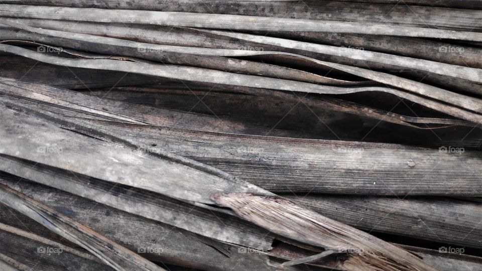 Dry coconut leaf Texture