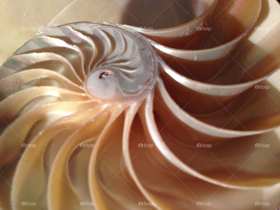 Nautilus shell cross section spiral symmetry pompilius swirl shell seashell pompilius 