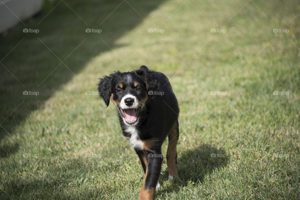 Puppy on the run 