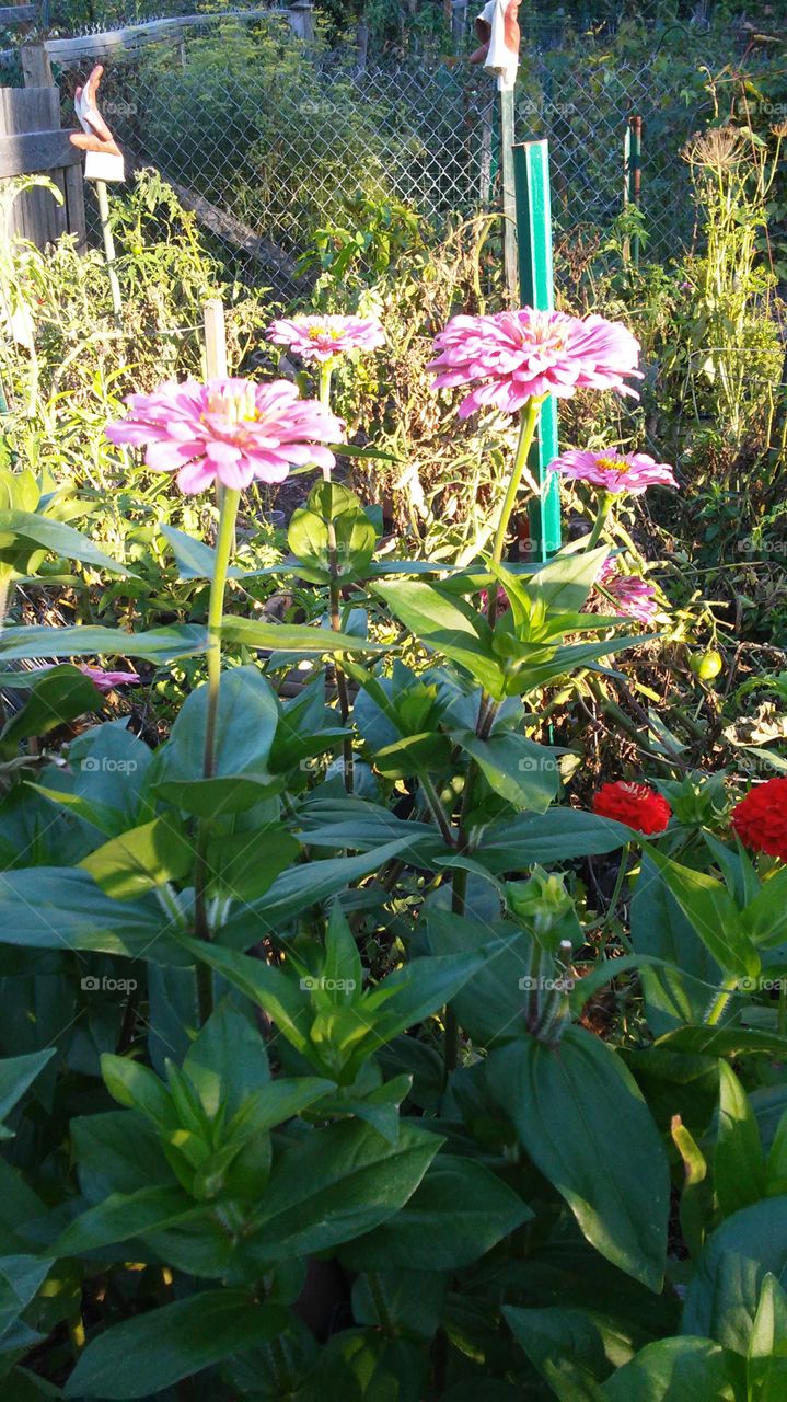 Flower, Garden, Nature, Flora, Summer