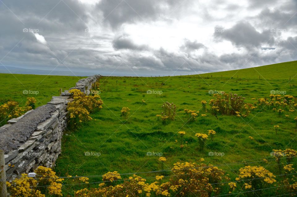 field with flowers in ireland