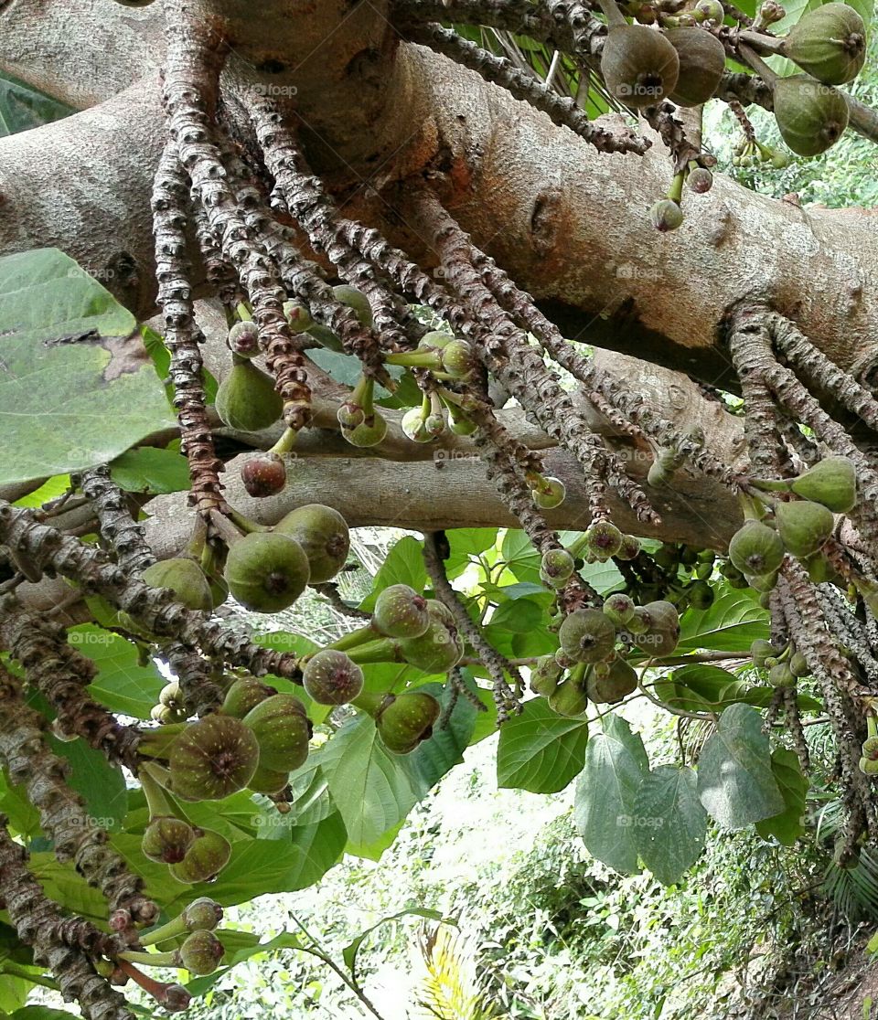 Fig tree close-up