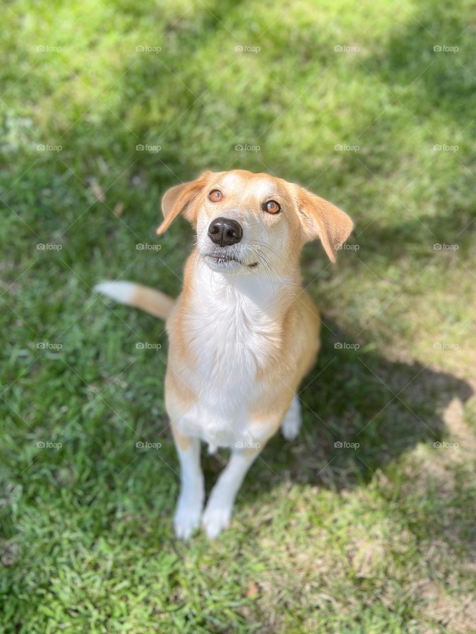 Macy sitting in the green grass looking up. The dappled sunlight illuminates her warm brown eyes.