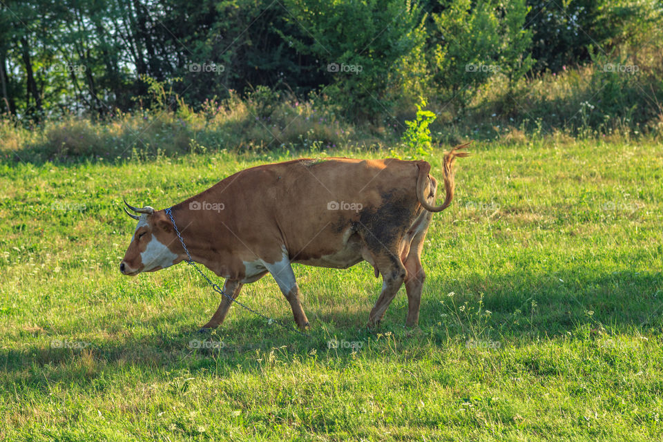 Cow and grass