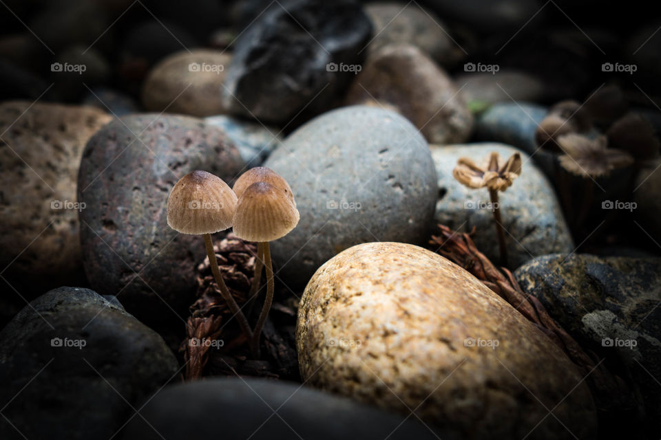 Mushroom growing dirt near pebble stone