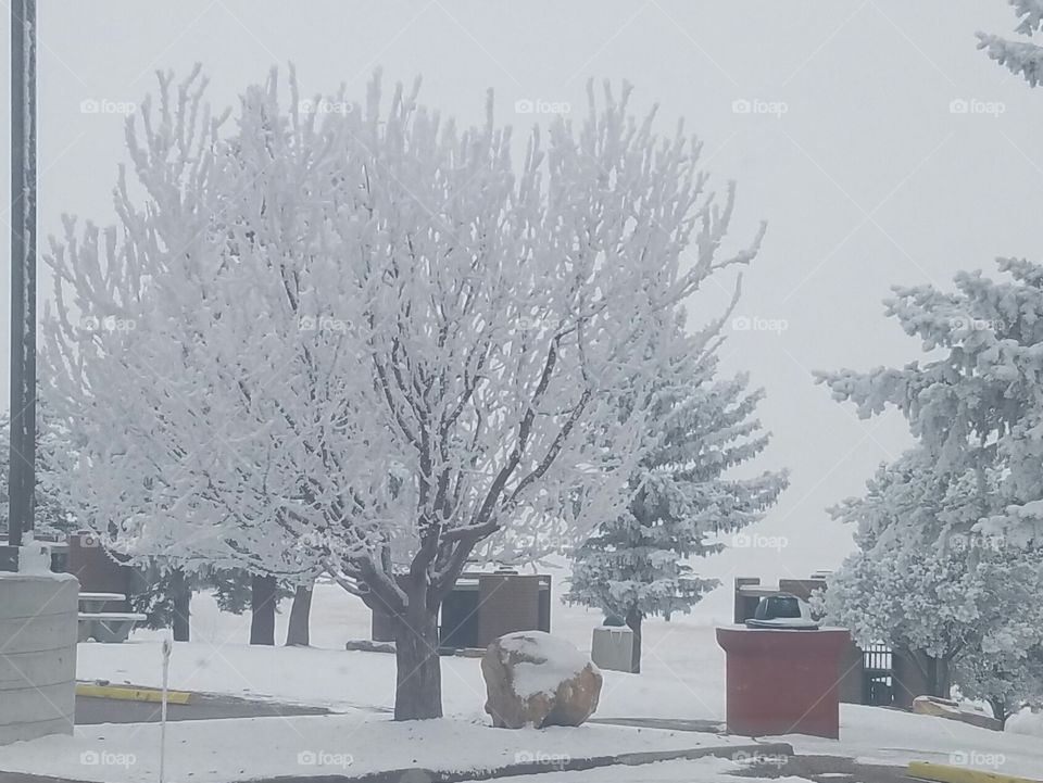 heavy frost on a tree