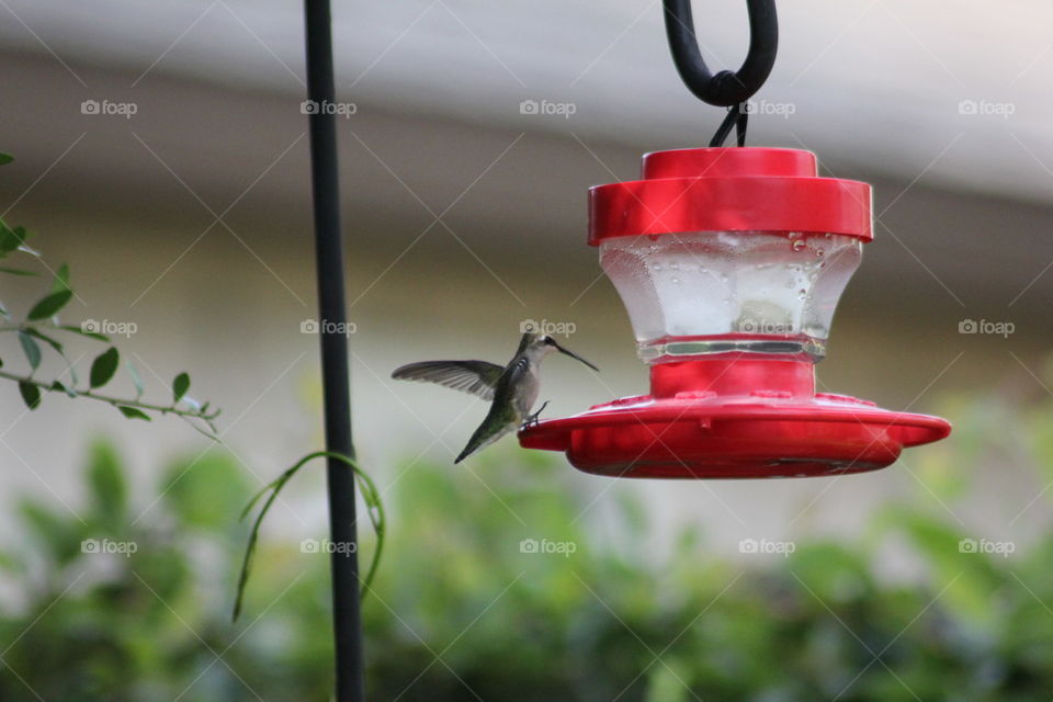 Hummingbird Landing