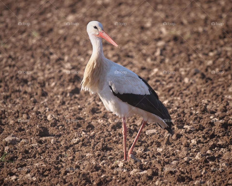 White stork