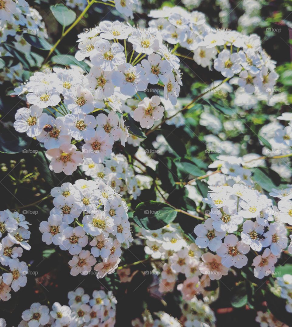 White Spiraea blossomed shrub in the sun