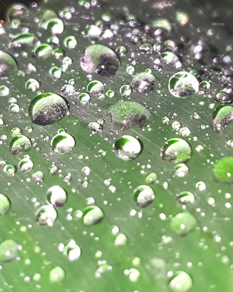water drops on big green leaf