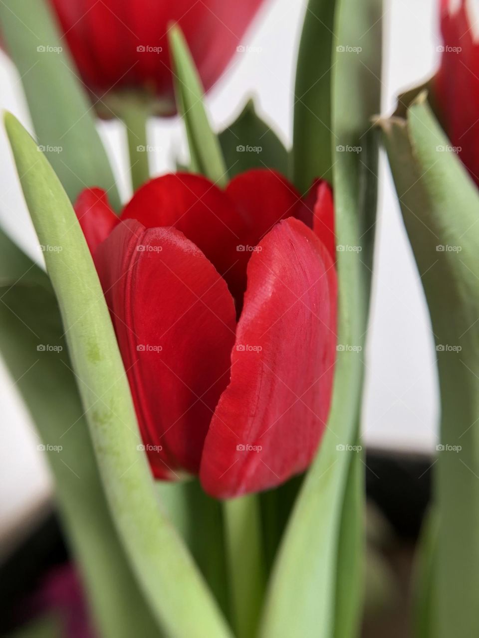 Red Tulip.
