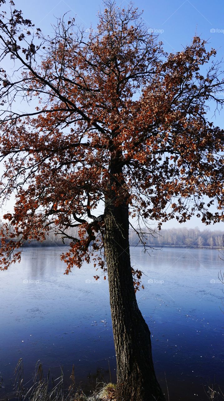 Autumn tree in front of lake