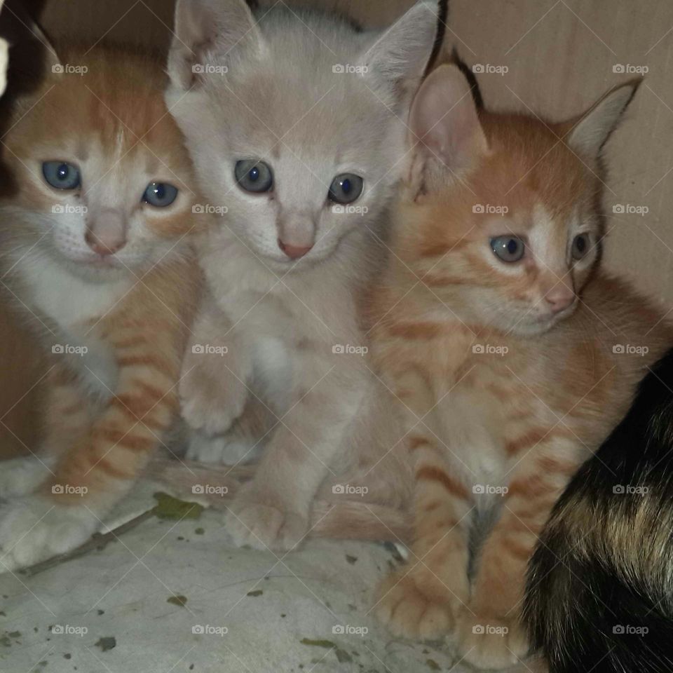 My three little kittens after they return back from a trip to neighbour's house 😺😾😻