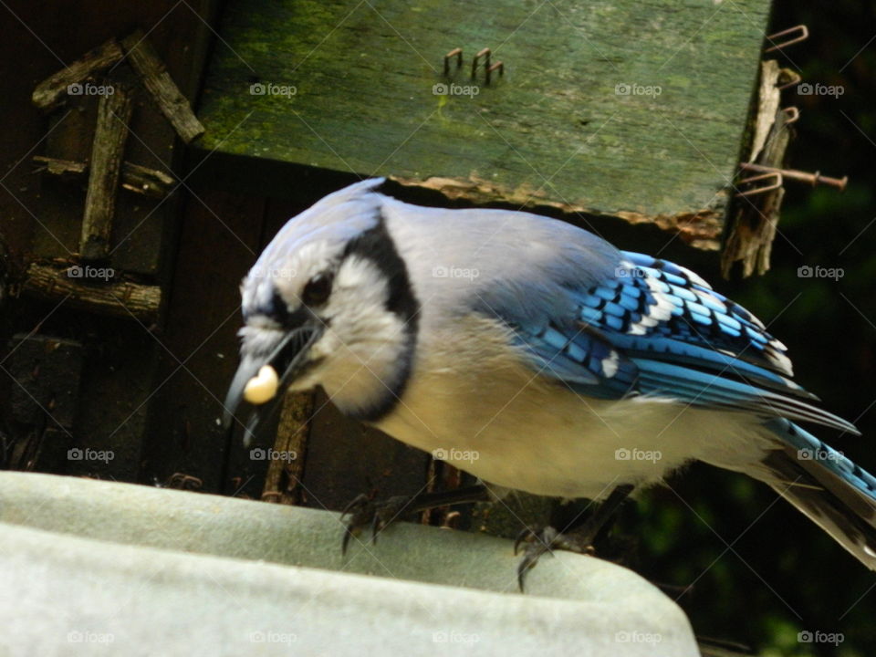 Bluejay
