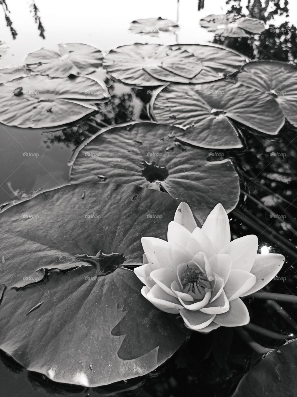 lotus flower in pond in black and white. water lily with leaves