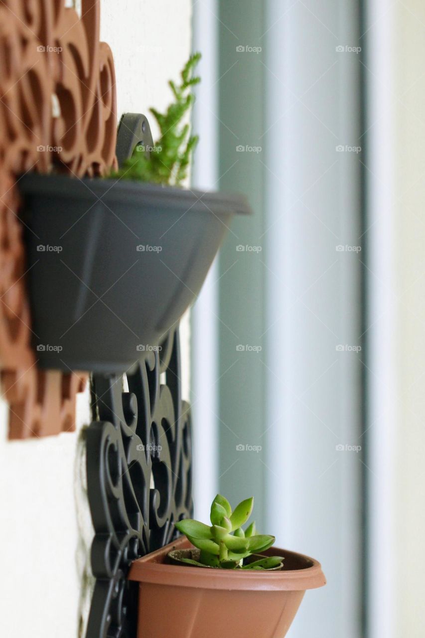 plant pot on the wall
