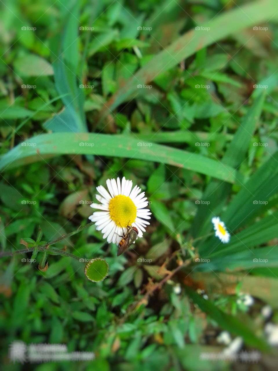Sri lanka flower 🌺