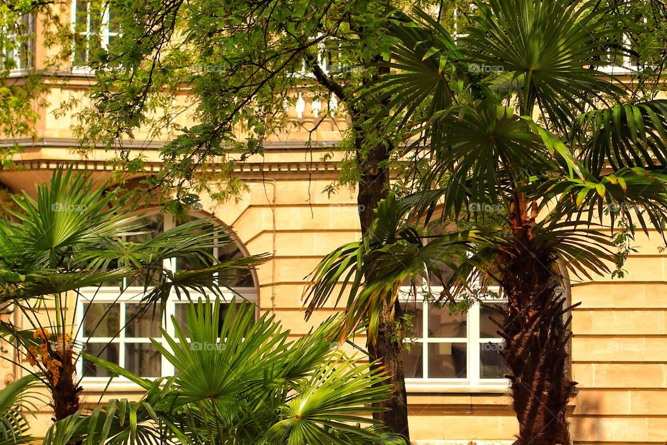 Palm trees in the city in front of a yellow grand house