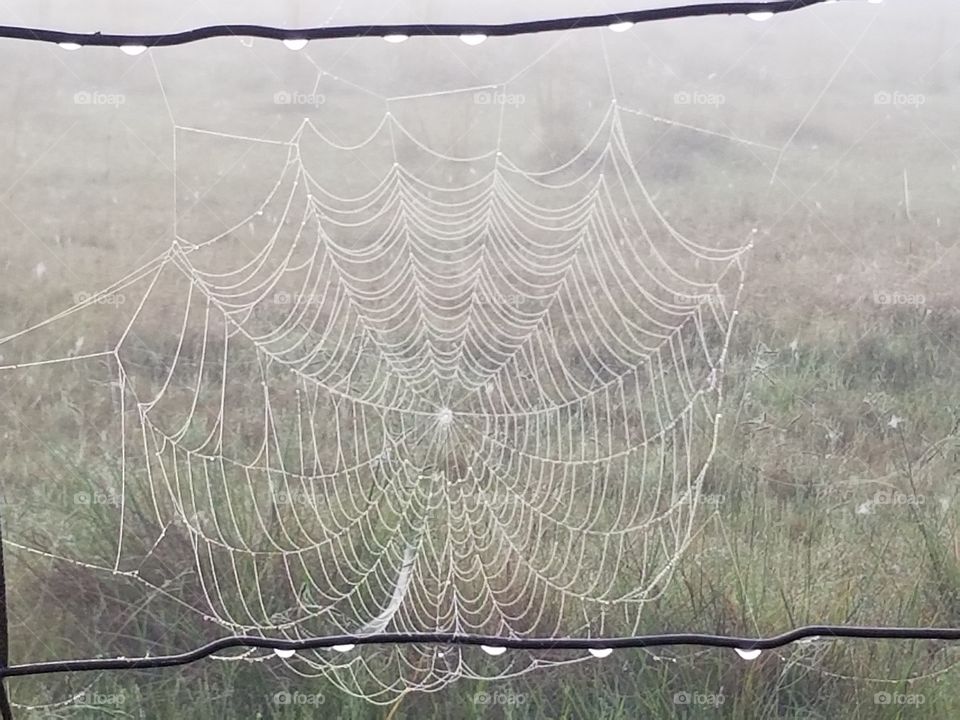 morning lace