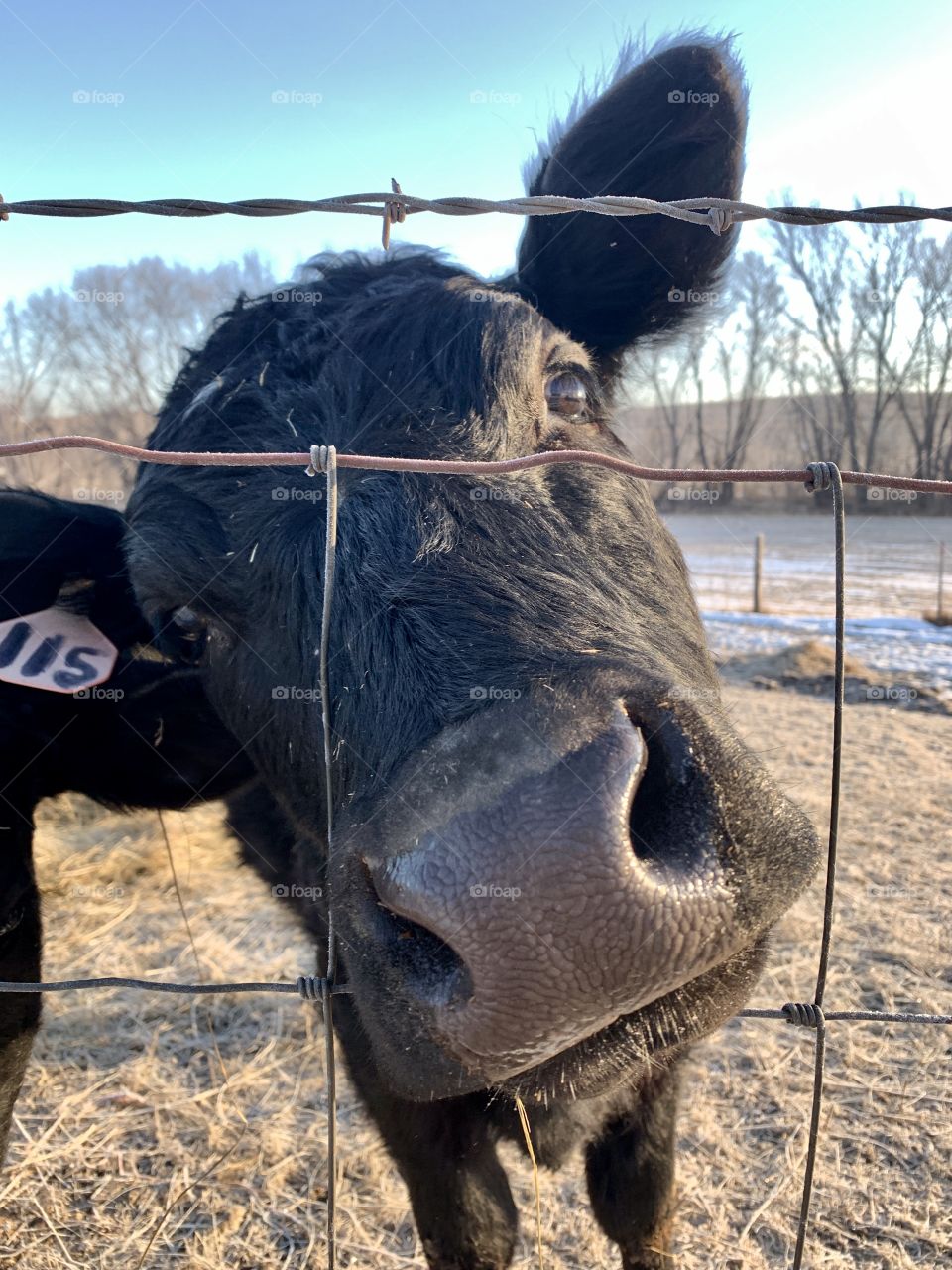 Eye-level with a curious black heifer poking her nose through a wire fence