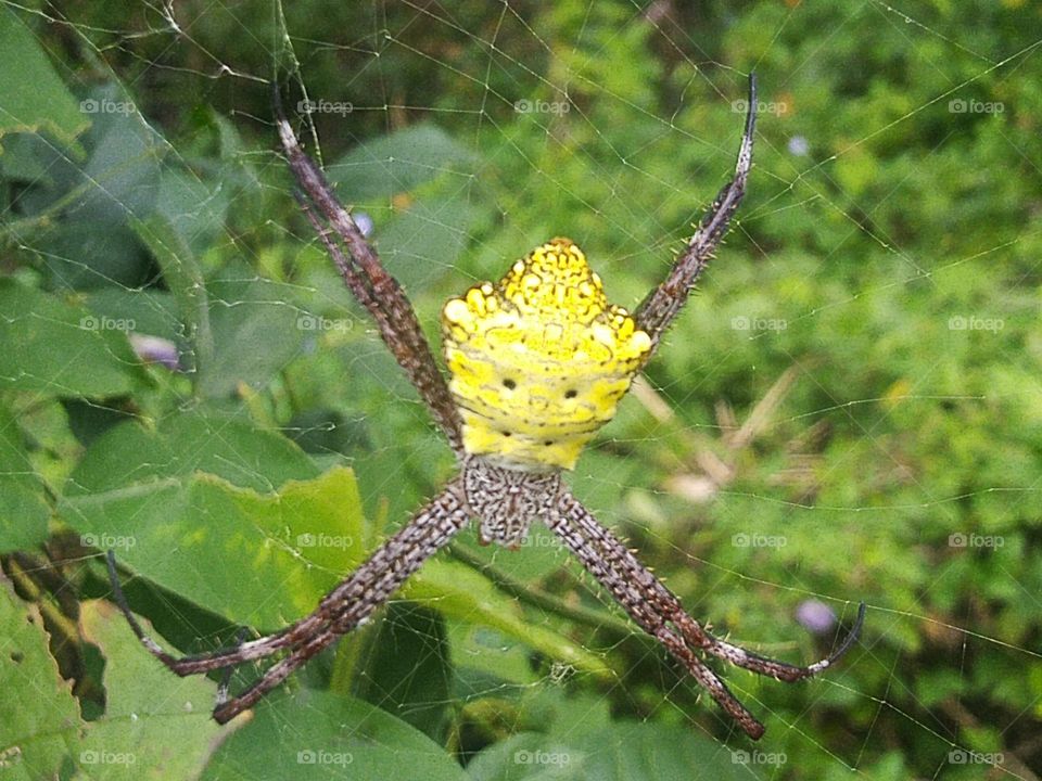 Argiope appensa is a species of spider in the family Araneidae