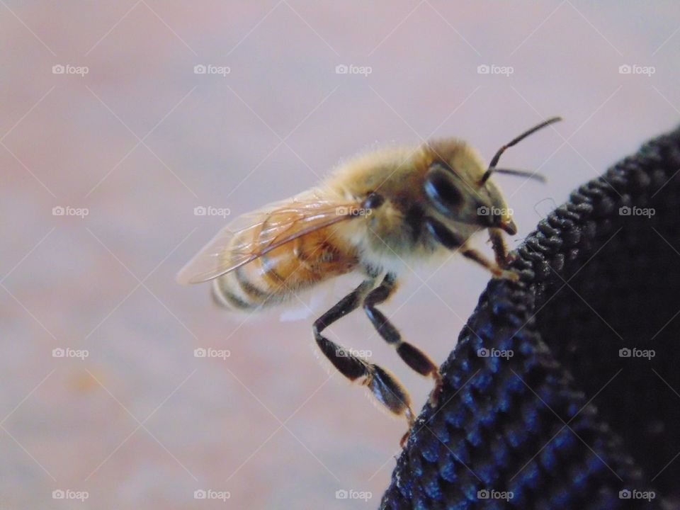 bee