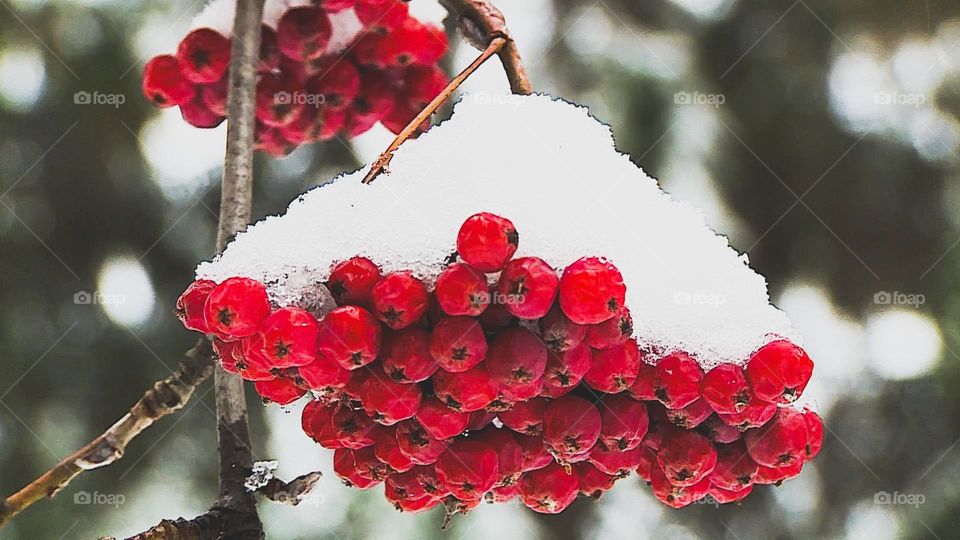 winter forest rowan