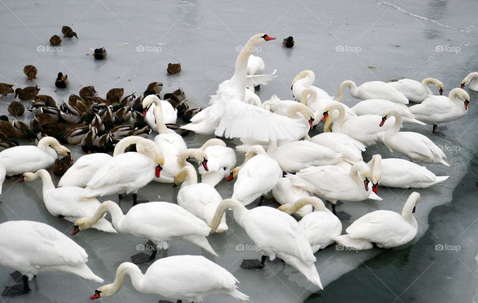 Bird, Swan, Nature, Wildlife, No Person