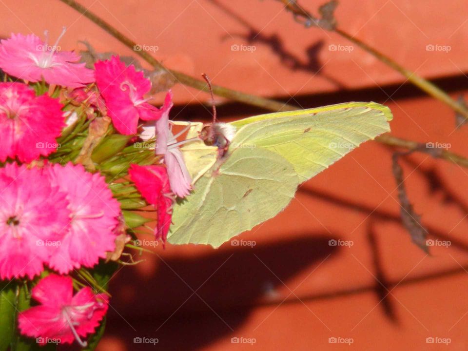 Zitronenfalter beim Nektar saugen