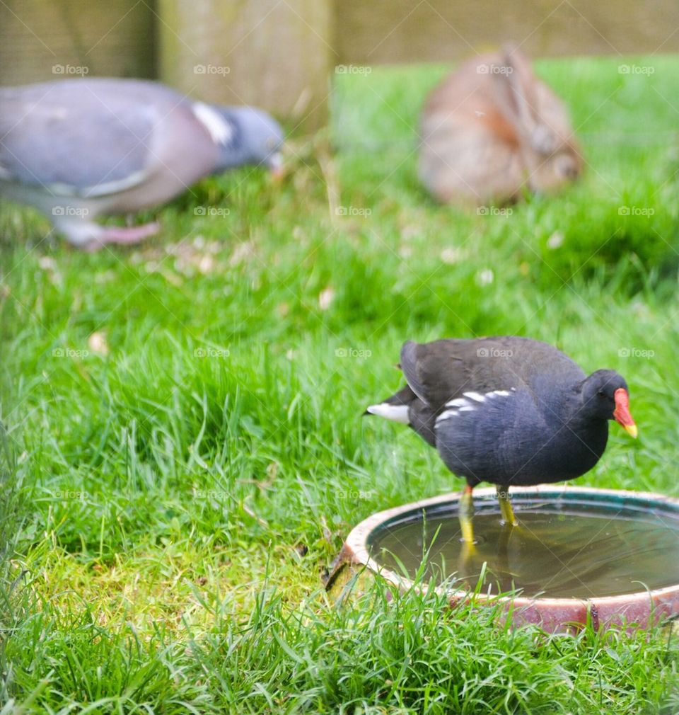 Moorhen, pigeon and bunny