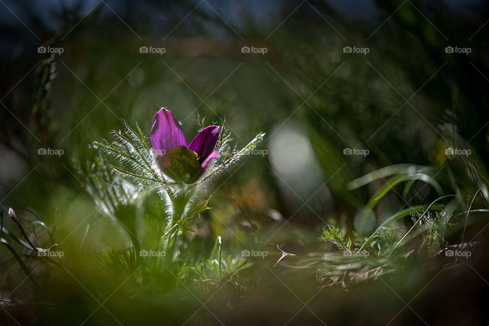 Spring flower