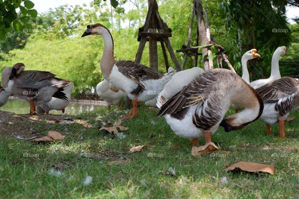 lion head goose walking with friends on the lawn by the water.