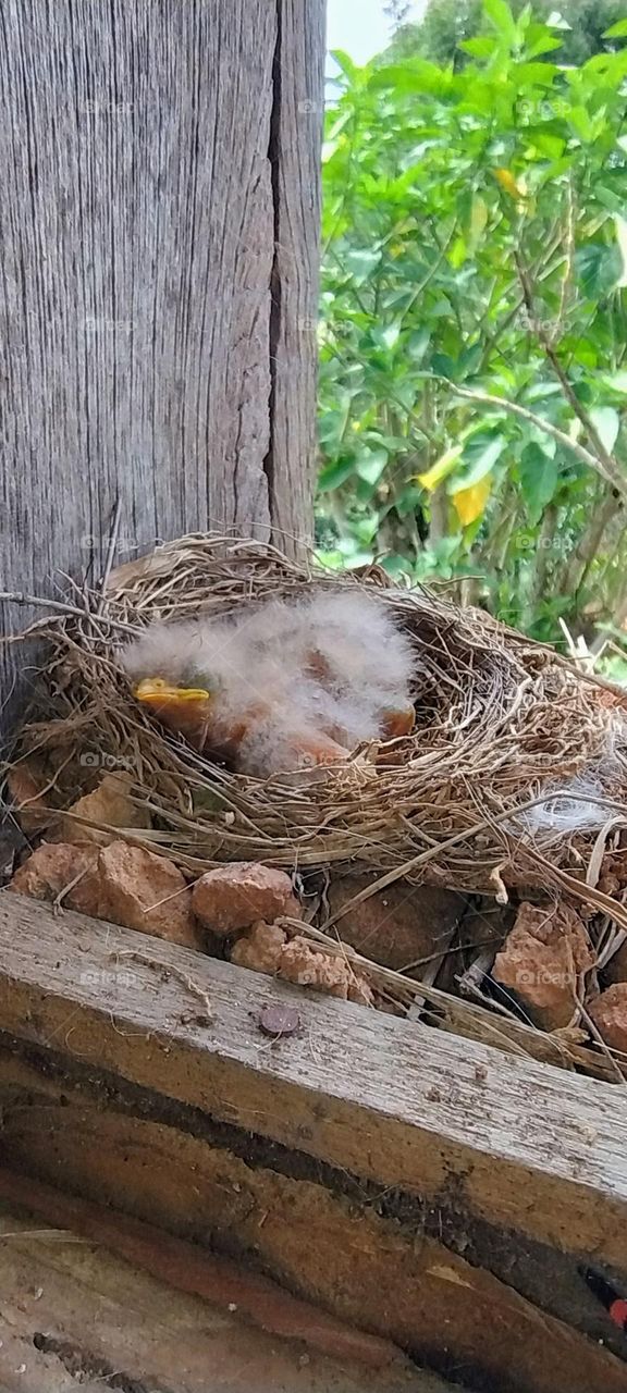 Baby bird in the nest