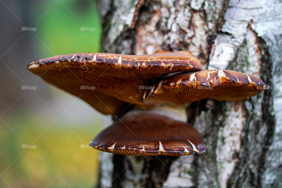 Three mushrooms growing on the bark of a tree