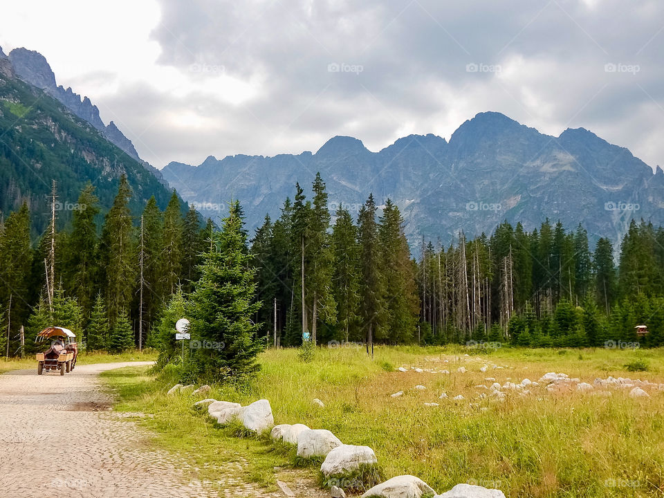 Pine tree forest in mountains, road