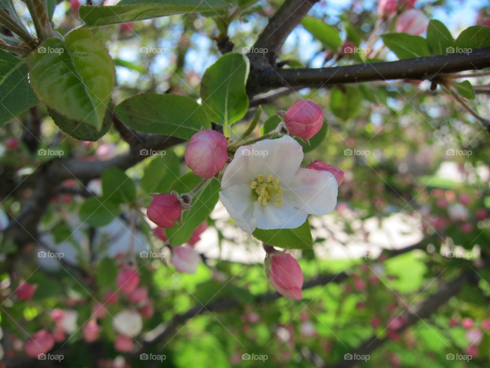 Apple Blossom